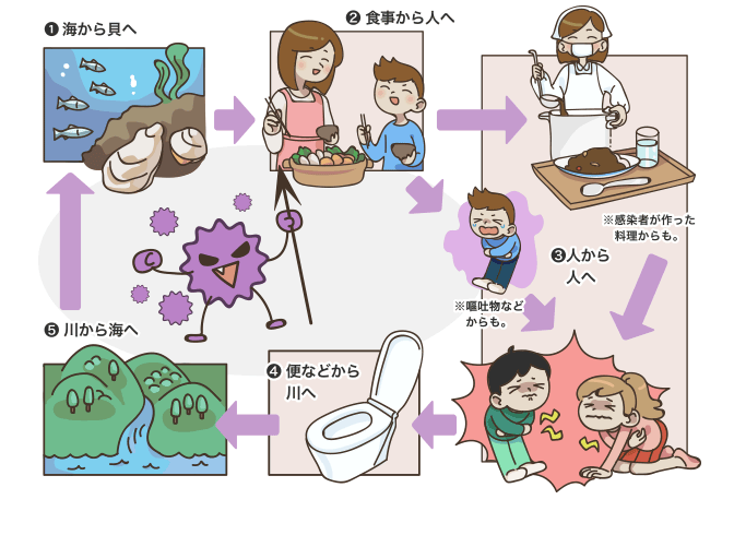 ノロウイルスの感染サイクル